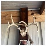 Taxidermy Mount & Antler