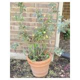 Rose Bush In Pot