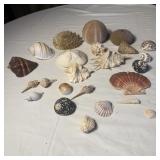 Vintage Seashell Collection Lot - Sand Dollar,