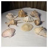(9) Seashell & Sand Dollar Collection