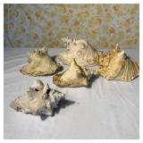 (5) Large Seashells- Vintage Conch Horned Helmet