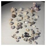 intage Seashell Collection Lot Mixed Variety