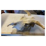 COW SKULL