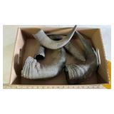 BUFFALO HORN CAPS, LIVE TRAP, AND DEER SKULL