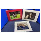 (5) CUSTER DOE PHOTOGRAPHY PHOTOS