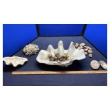 ASSORTED SEA SHELLS AND CORAL