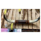 BULL HORNS MEASURES 30' WIDE