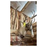 CARIBOU MOUNT MEASURES 39'W X 56'T