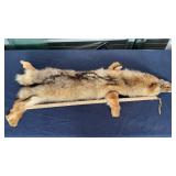 COYOTE PELT MEASURES 45' LONG