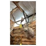 CARIBOU MOUNT MEASURES 42'W X 53'T