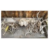 DEER HORNS & COW SKULL