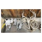 DEER SKULL, COW SKULL & HORNS