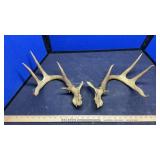 DEER ANTLERS & BUFFALO HORNS