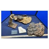 TAXIDERMY PRAIRIE DOG, FOSSIL & OTHERS
