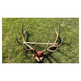 ELK ANTLERS