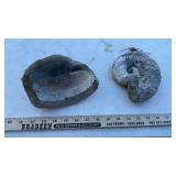 (2) AMMONITE & BRACHIOPOD FOSSILS