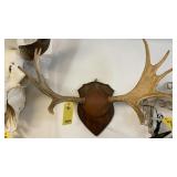 MOOSE ANTLERS