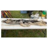 WOLF CASE SKINNED PELT MEASURES 76" LONG