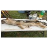 WOLF CASE SKINNED PELT MEASURES 83" LONG