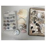 Rocks/minerals, sea shells