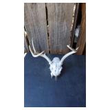 Jack Rabbit Skull