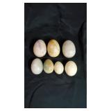 7 Grainte Eggs.