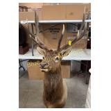 Elk mount 6x6-31' spread