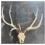 Elk rack 5x6.35'spread