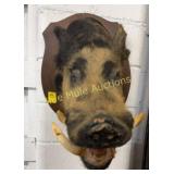 1977 Wild Boar Taken in Tenn at Crooked Creek