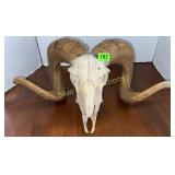 Ram skull