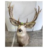 5x5 buck 24'spread