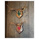 7 Points Deer Antlers