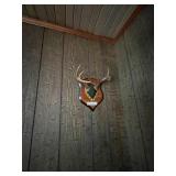 Deer Antlers 7 Pointer