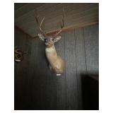 Deerhead 8 Pointer