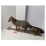 Red Fox Taxidermy Mount