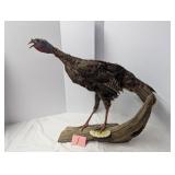 Large Taxidermy of Turkey