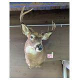 White Tail Deer Mount