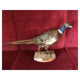 Taxidermy Mount of Ringneck Pheasant