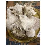 Conch Shells & Tin Tray