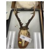 Sika Deer Antlers