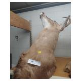 Taxidermy Whitetail Deer