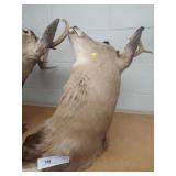 Taxidermy Whitetail Deer