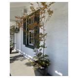 Large Planter with Tree