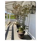 Large Planter with Tree