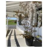 Large Planter with Tree