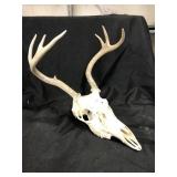 European Mount of White Tail Deer