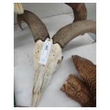 European Mount of Dall Sheep