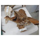 Taxidermy Ruffed Grouse