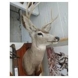 Taxidermy Mule Deer