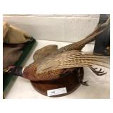 Pheasant Taxidermy Mounted